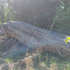 Trauben-Eiche in Bornim