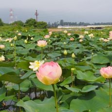 船頭平河川公園