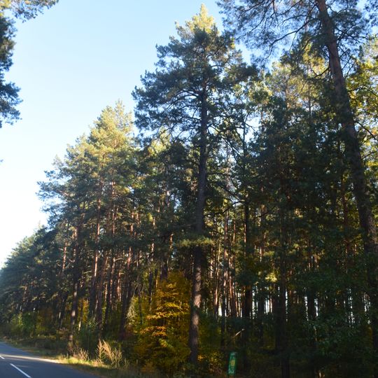 Pine plantations 10.0