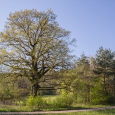 Die Eiche im Schwarzachtal
