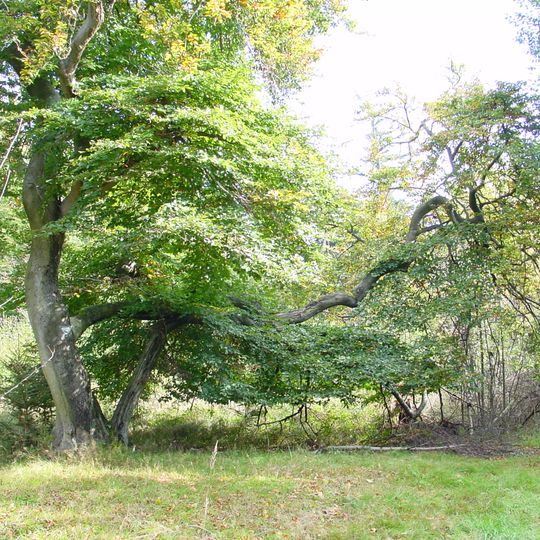 Süntelbuche von Neukirchen