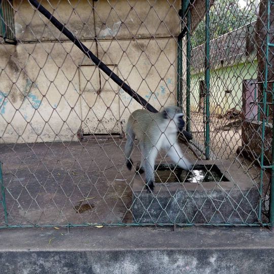Jardim Zoológico de Maputo