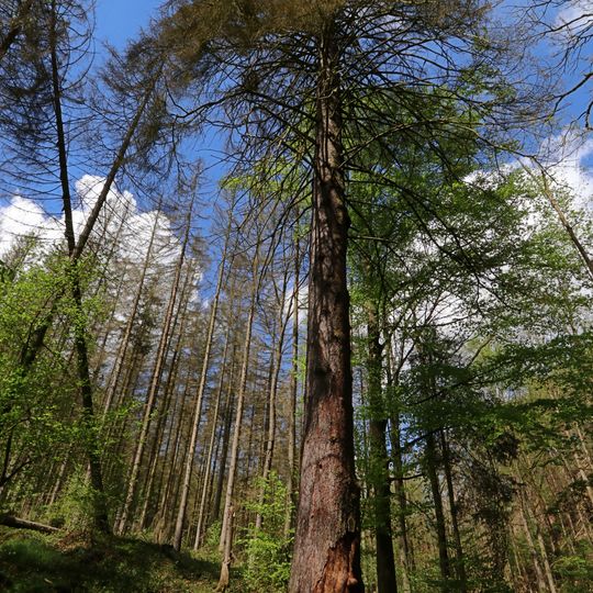Naturdenkmal Fichte bei Chursdorf in Mittelsachsen