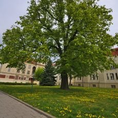 Jírovec u sokolovny