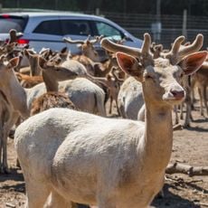 African Safari Wildlife Park
