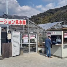 Kawazu Carnation Gardens