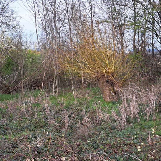 Feldgehölz mit Quelle "Hundsrücken"