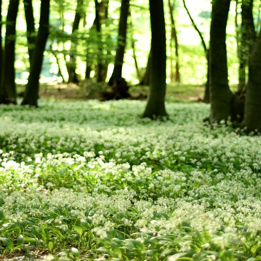 NSG Lengericher Osning