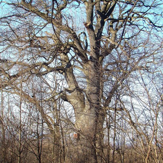 Височанські дуби