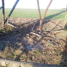 Kříž východně od Horního Valdorfu u stromu