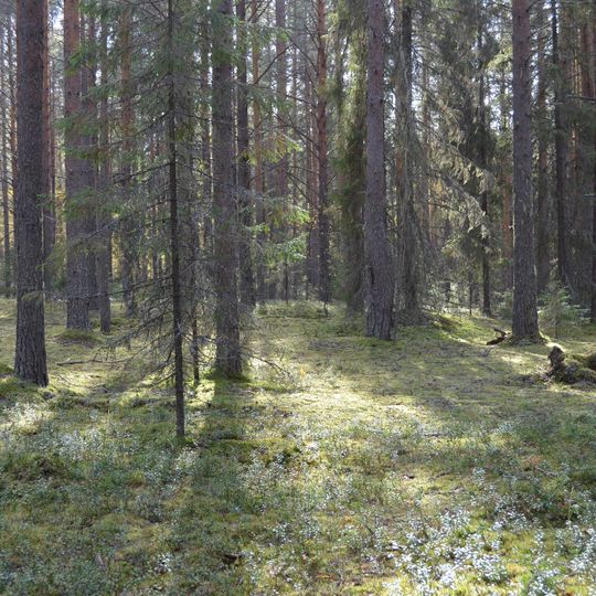 Shilengsky pine forest