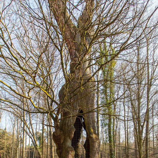 1000-jährige Eiche