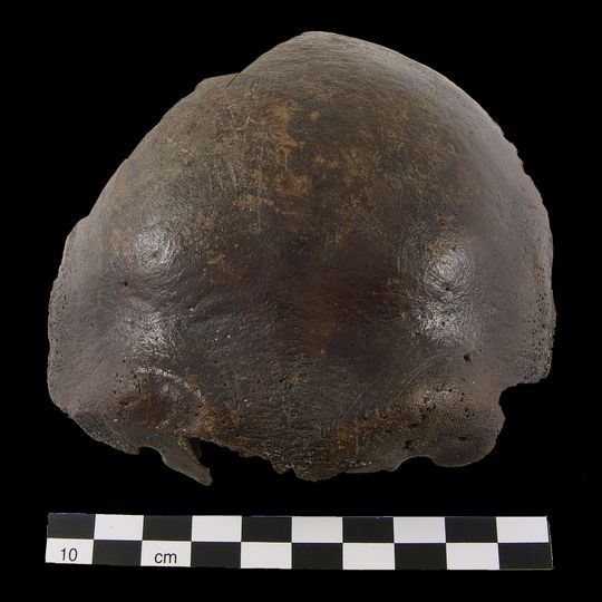 Schädel von Hahnöfersand