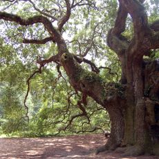 Angel Oak