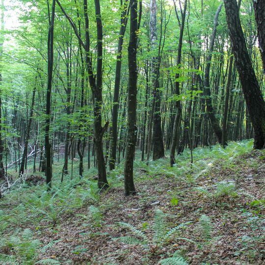 Урочище «Будки»