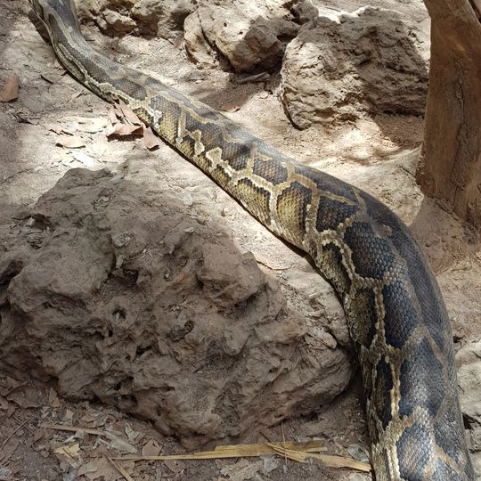 Gambia Reptile Farm