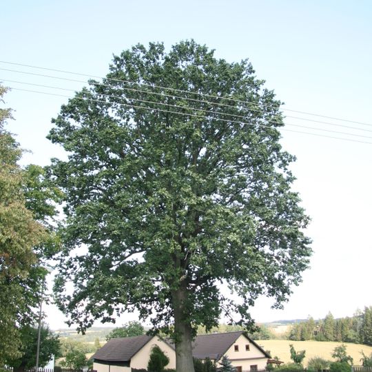 Dub letní, obec Otavožaty