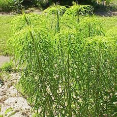 Jardin aux Plantes la Bouichère