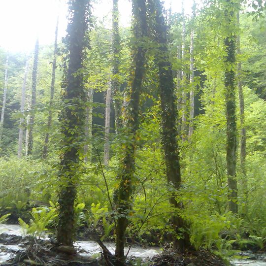 Batsara Strict Nature Reserve