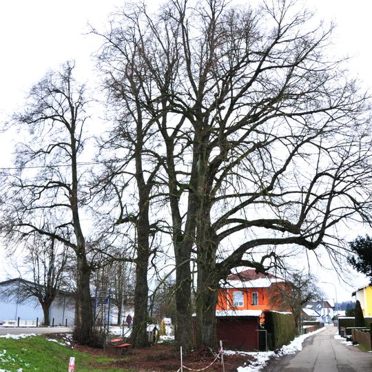 Fünf Linden in Attnang-Puchheim