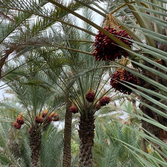 Al Ain Oasis
