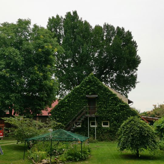 Naturdenkmal Stieleiche Dorfstraße 45, Flur 1, Flurstück 117 in Dannenreich