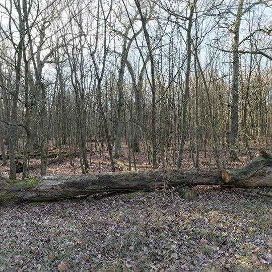 Stärtchen und Freibusch