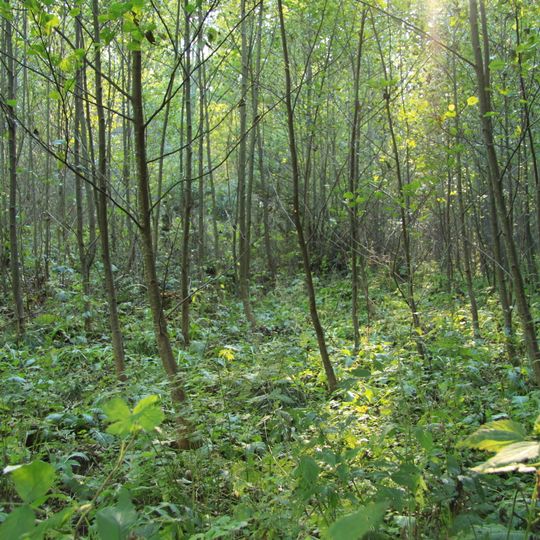 Rezerwat przyrody Saladínská olšina