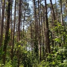Lowden-Miller State Forest
