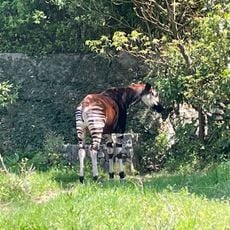 Okapi