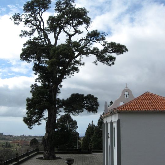El Pino de la Virgen