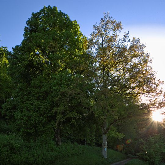 Linde mit 1 Traubeneiche