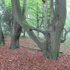 Buk europejski w Parlington