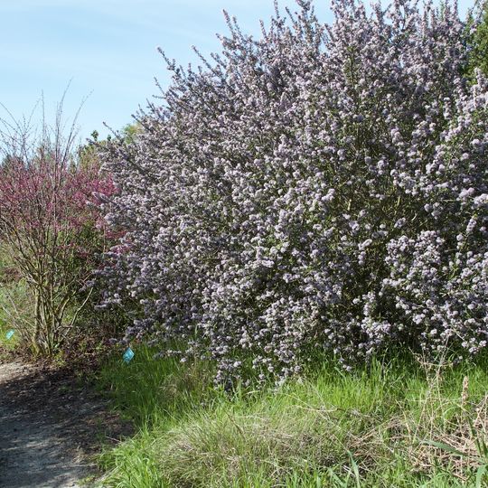 Ulistac Natural Area