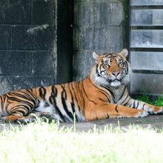 Tiger Territory