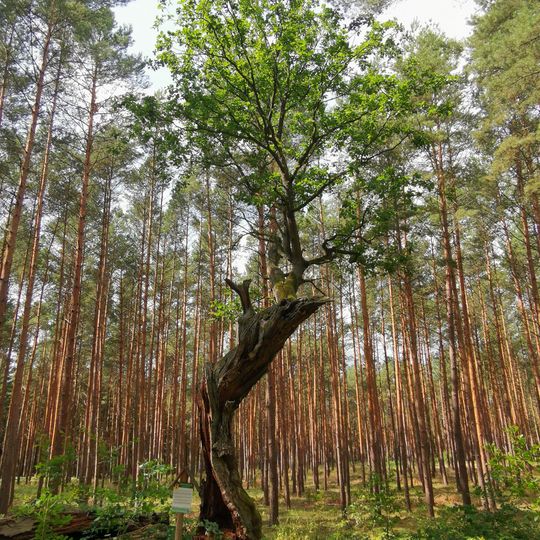 Naturdenkmal Stieleiche Hauptweg , Flur 11, Flurstück 8/3 in Gräbendorf