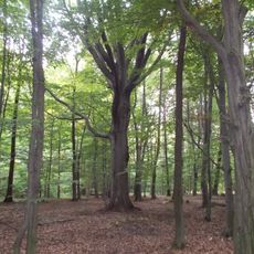 Nature reserve Wiączyń