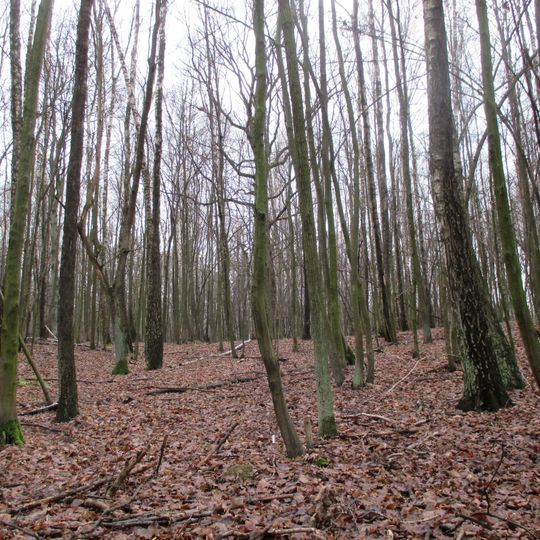 Rezerwat przyrody Stasin