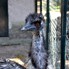 Zoo di Napoli