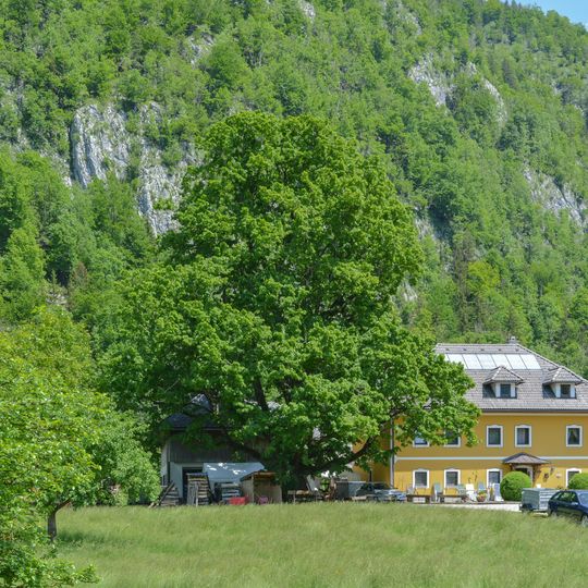 Sommerlinde in der Lahn