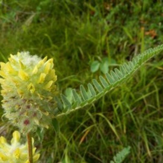 Stazione di Astragalus alopecurus di Cogne