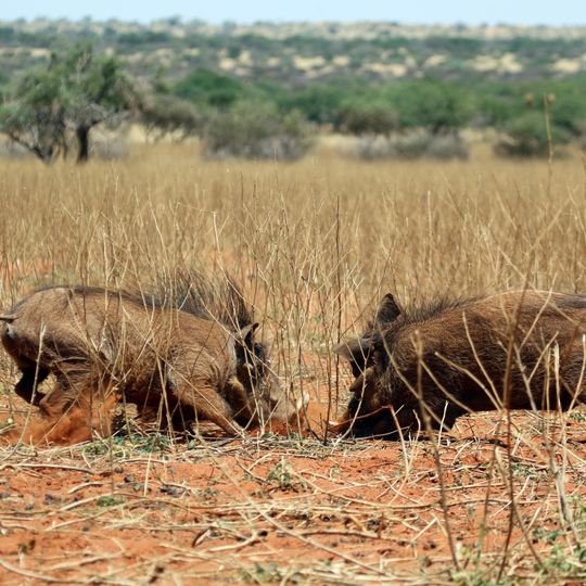 Tswalu Kalahari Reserve