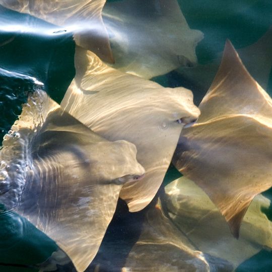 Galápagos Marine Reserve