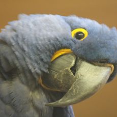 Kleinzoo Wasserstern