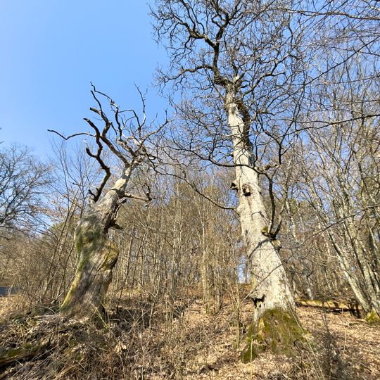 Huteeichen Nienze-Driesch