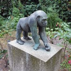 Young gorilla "Bakala"