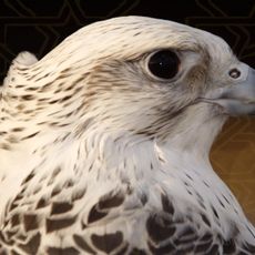 Sheikh Hamdan Falcon Center