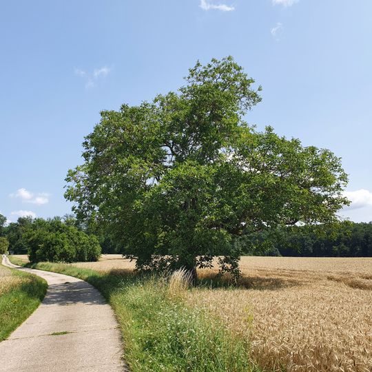Ubstadt-Weiherer Sammelverordnung über naturschutzwürdige Flurbäume