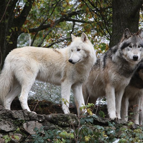 Parc à loups du Gévaudan