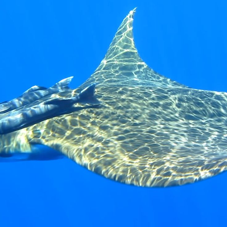 Banco Princess Alice